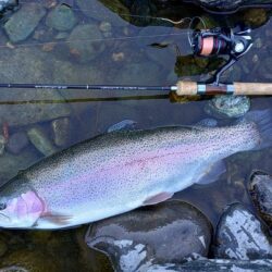 なかなか難しい放流日　～天竜川ルアーフライテンカラ専用区～